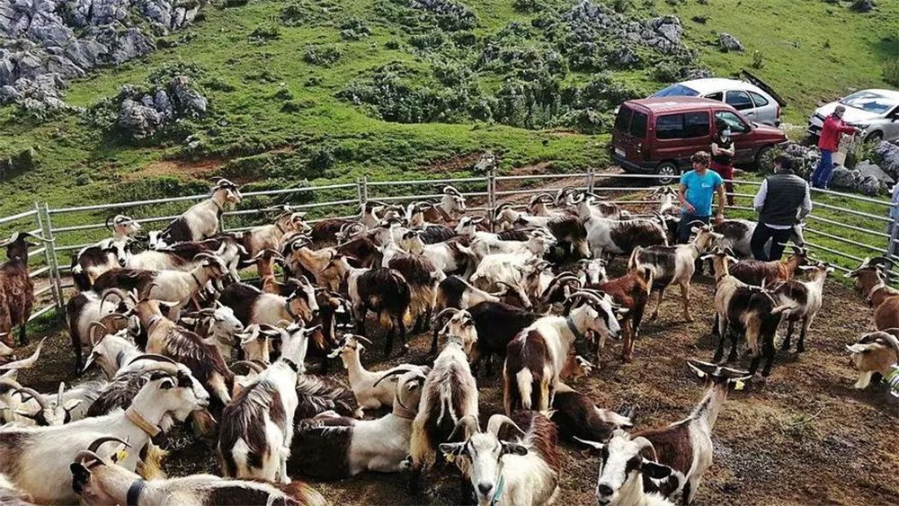 Imagen representativa de Pastores de los Picos de Europa